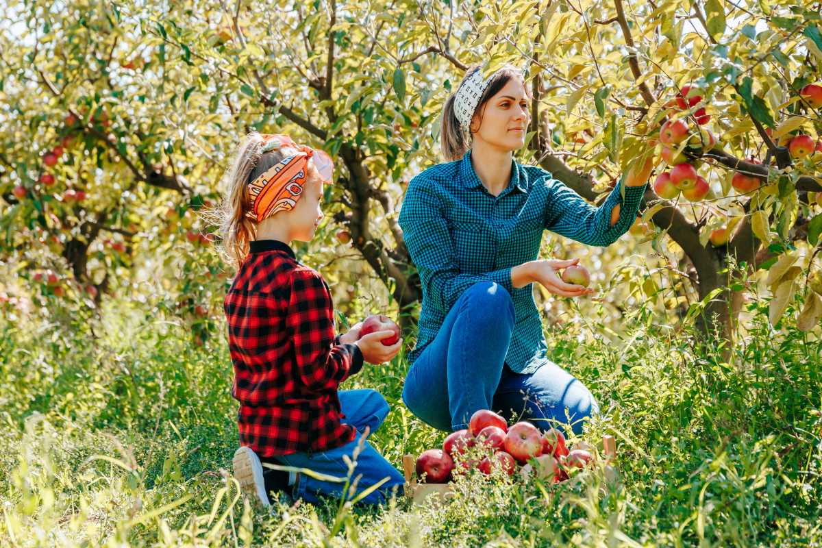 Apfel pflücken in Ravensburg – wann ist es erlaubt, wann nic