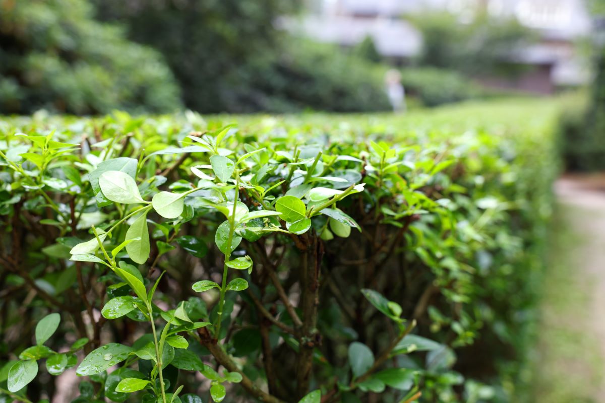 Hecke schneiden: Wann ist es erlaubt? Schonzeiten 2024