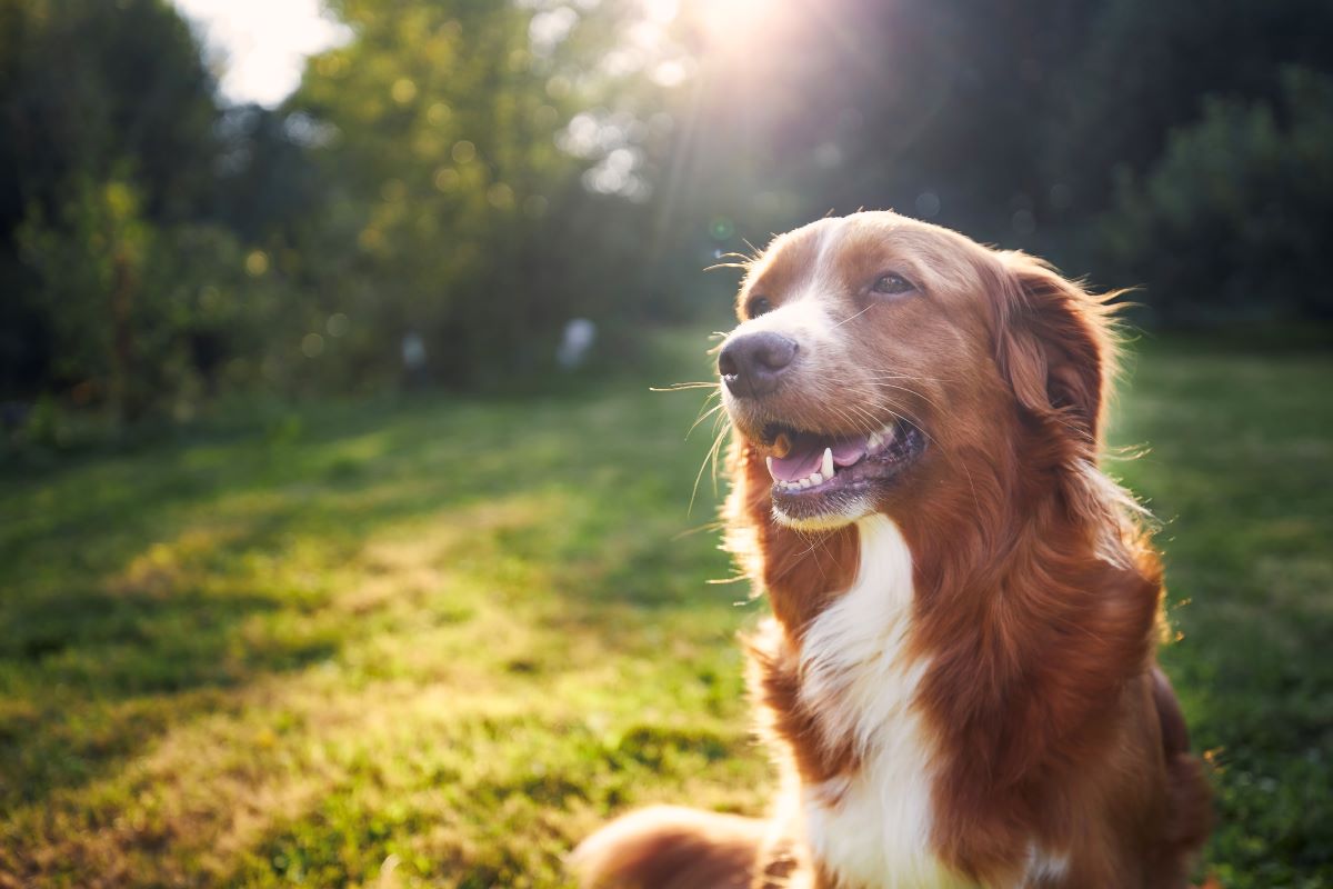 Hund vermisst Ravensburg — erste Schritte & Tipps
