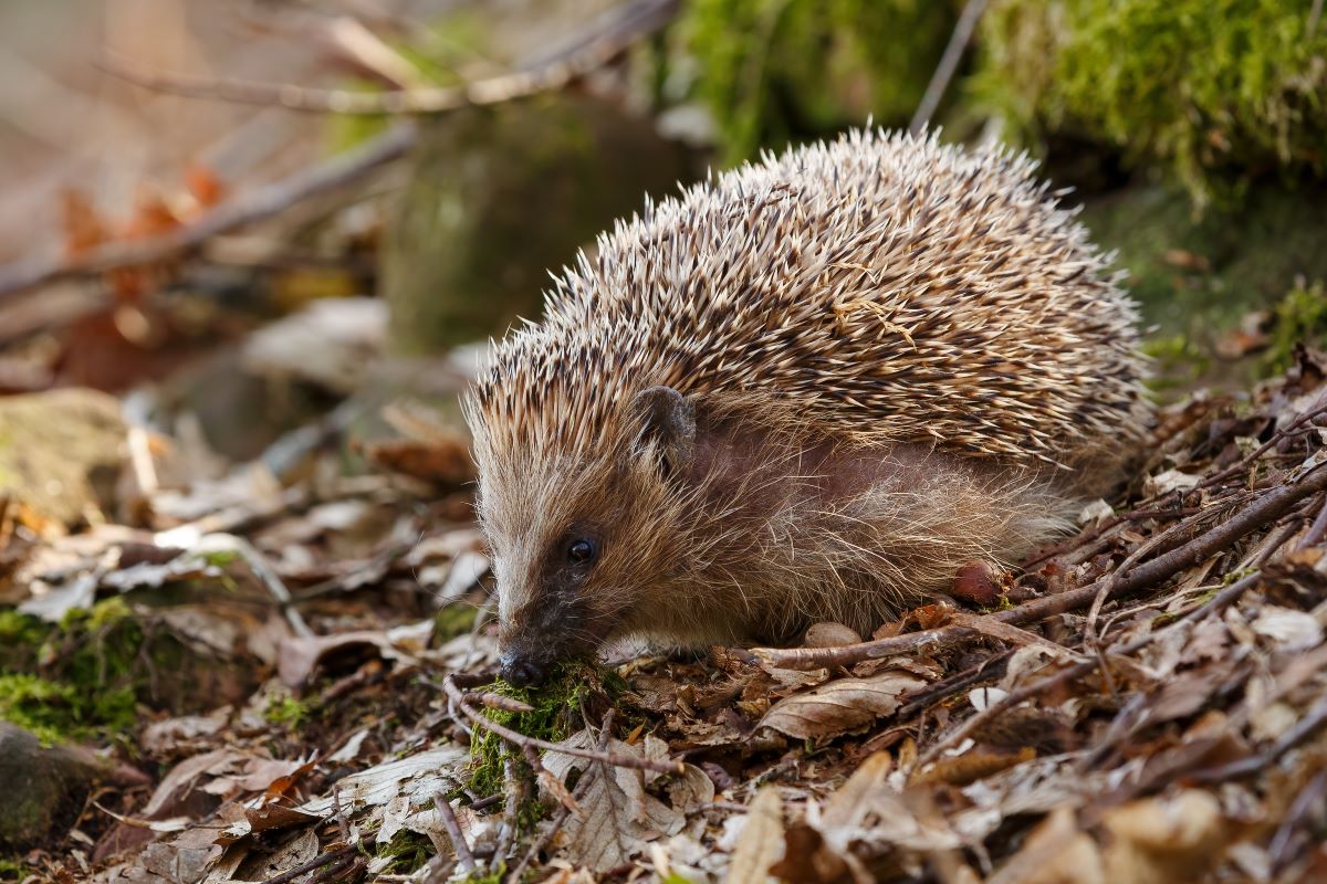 Igel im Garten Ravensburg: Richtig helfen – so geht's