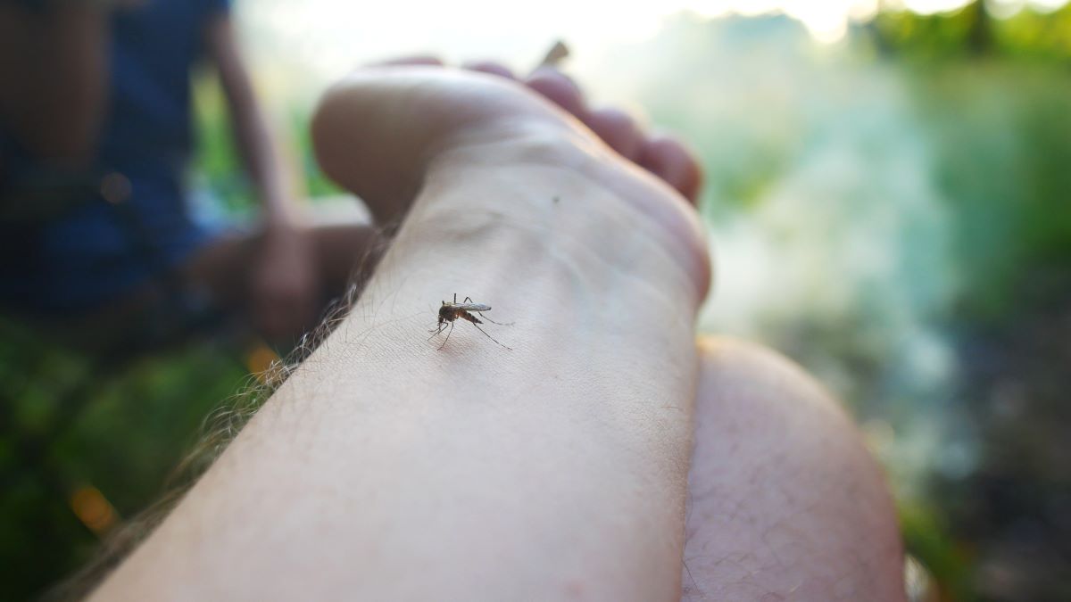 Insektenstiche in Ravensburg: Richtige Erste Hilfe und wirks