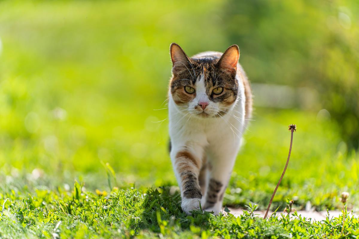 Katze freilaufend in Ravensburg – Rechte und Pflichten des H