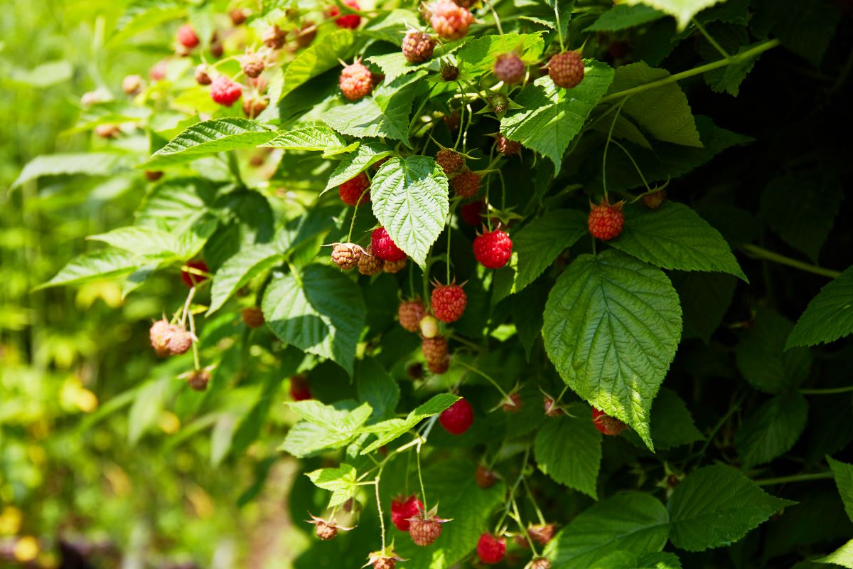 Streuobstwiese mit Hecke einfrieden in Ravensburg — Was ist 