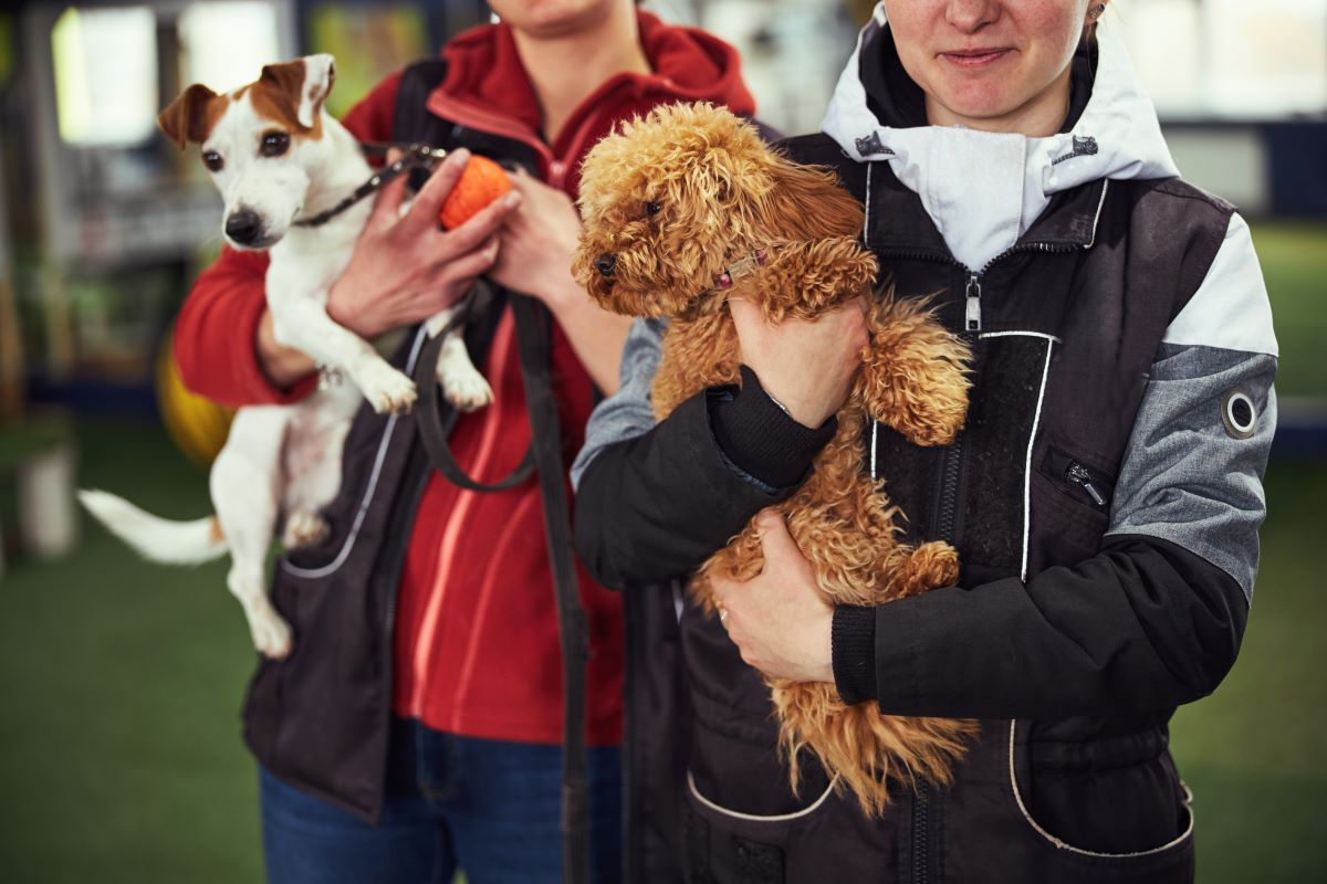 Tierheim-Adoption in Ravensburg – besser als Kauf