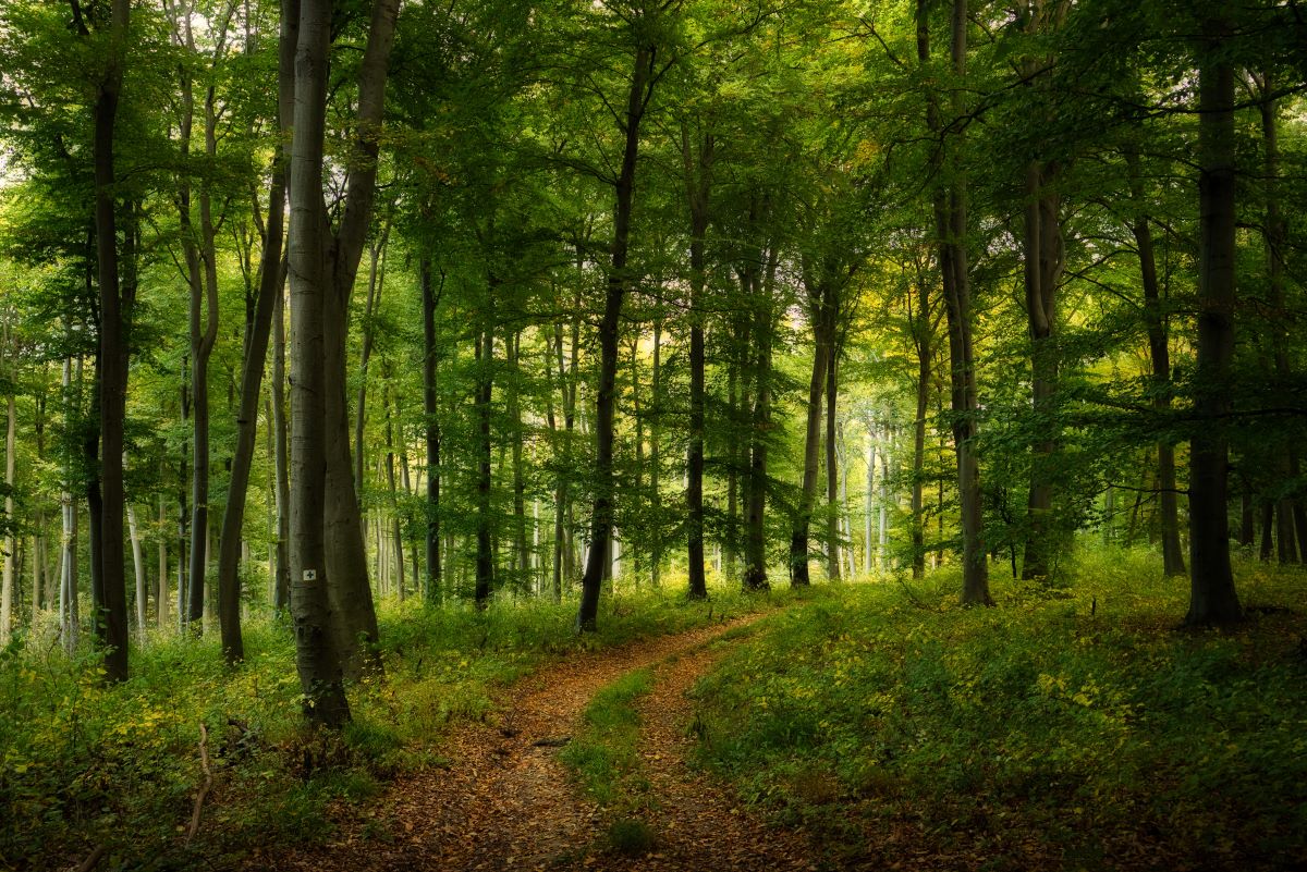 Wald-Ausflug mit Kindern in Ravensburg: Was ist erlaubt und 